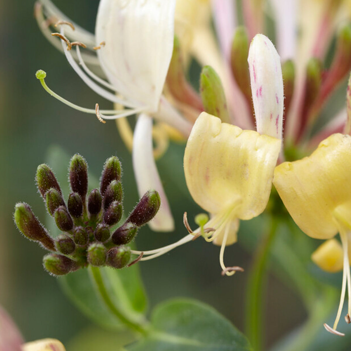 Lot De 2 Chèvrefeuilles Des Bois – Plante D'Extérieur