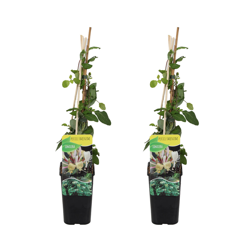 Lot De 2 Chèvrefeuilles Des Bois – Plante D'Extérieur