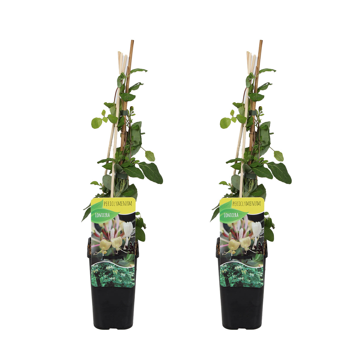 Lot De 2 Chèvrefeuilles Des Bois – Plante D'Extérieur