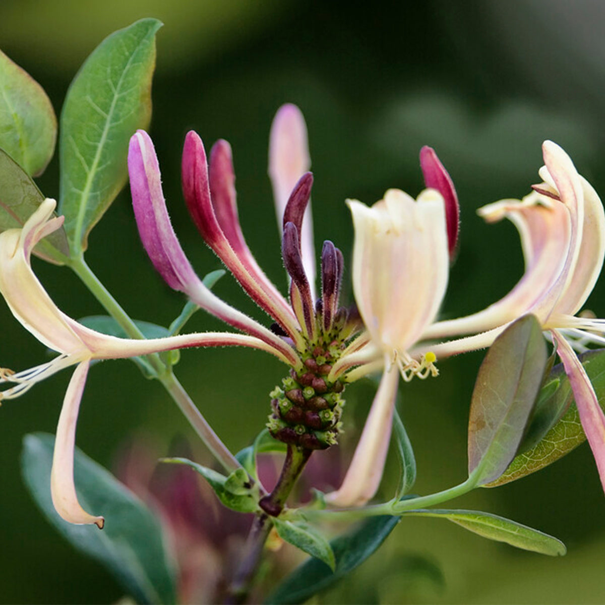 Lot De 2 Chèvrefeuilles Des Bois – Plante D'Extérieur