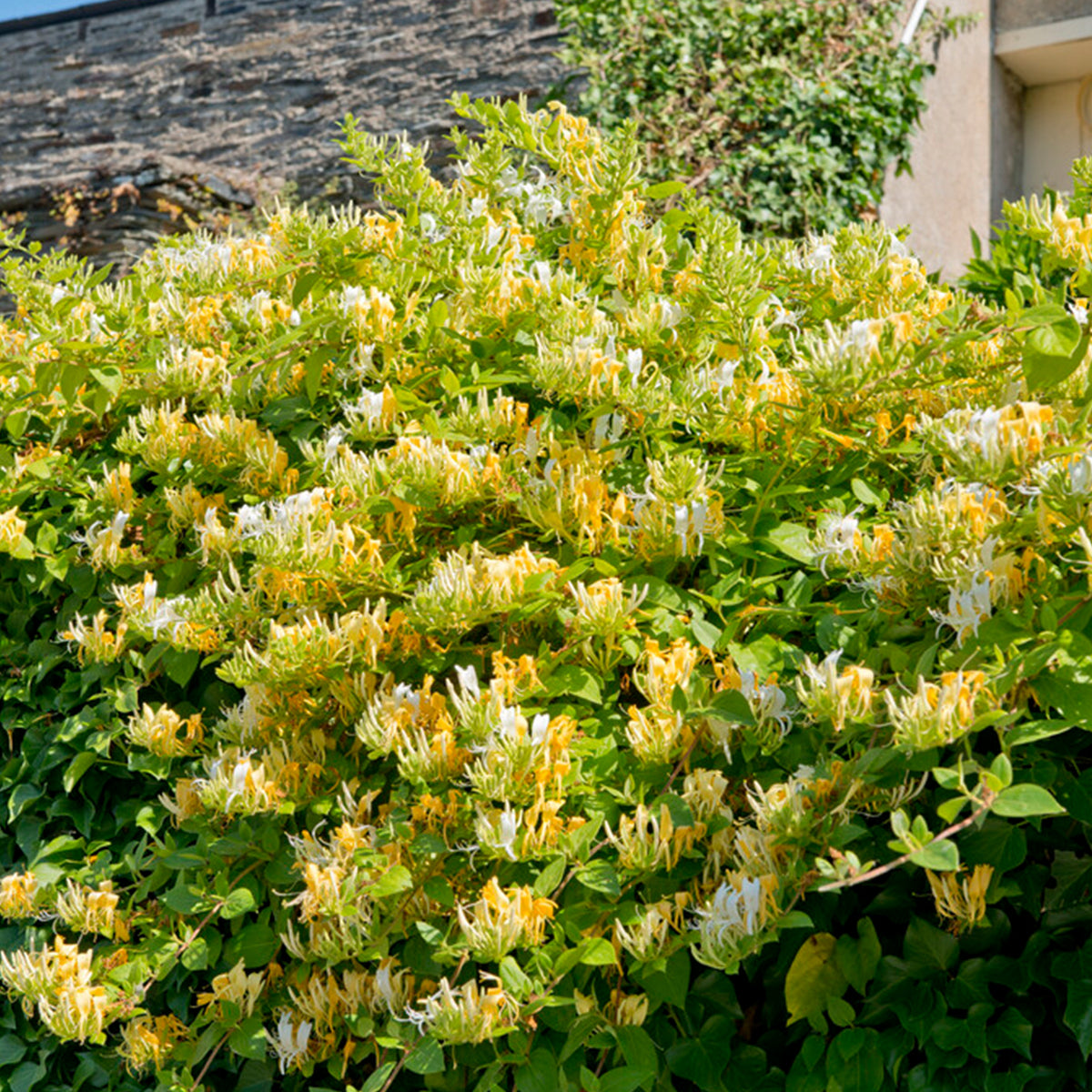 Lot De 2 Chèvrefeuilles Des Bois – Plante D'Extérieur