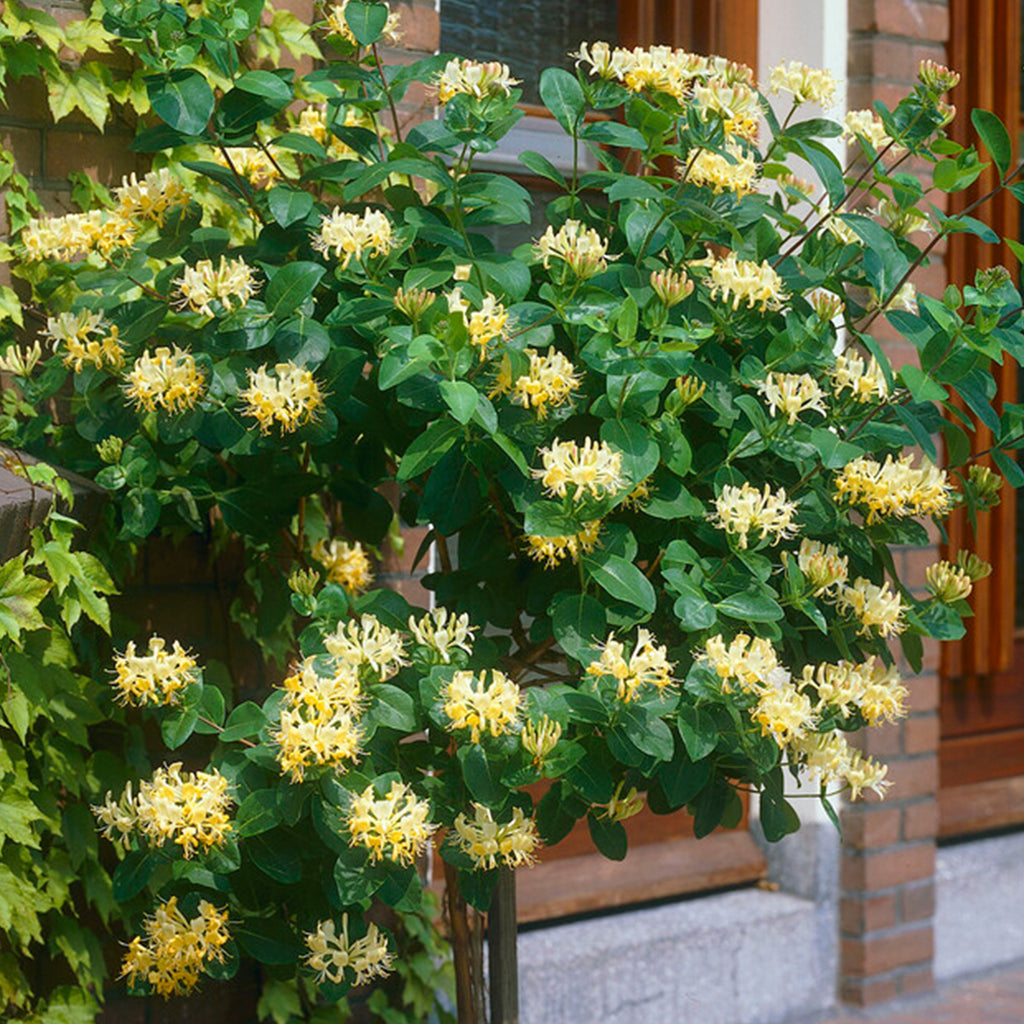 Lot De 2 Chèvrefeuilles Des Bois – Plante D'Extérieur