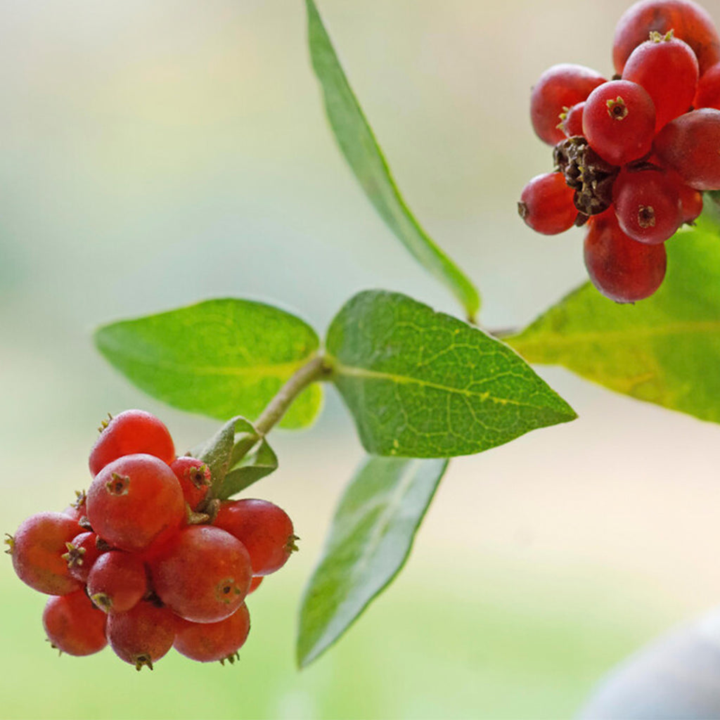 Lot De 2 Chèvrefeuilles Des Bois – Plante D'Extérieur