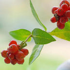 Lot De 2 Chèvrefeuilles Des Bois – Plante D'Extérieur