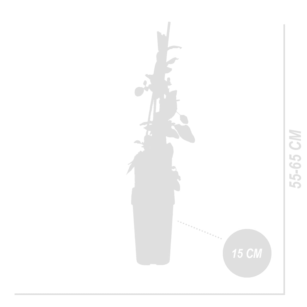 Lot De 2 Chèvrefeuilles Des Bois – Plante D'Extérieur