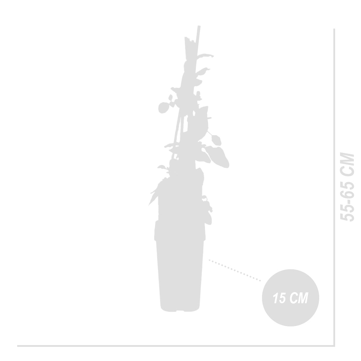 Lot De 2 Chèvrefeuilles Des Bois – Plante D'Extérieur