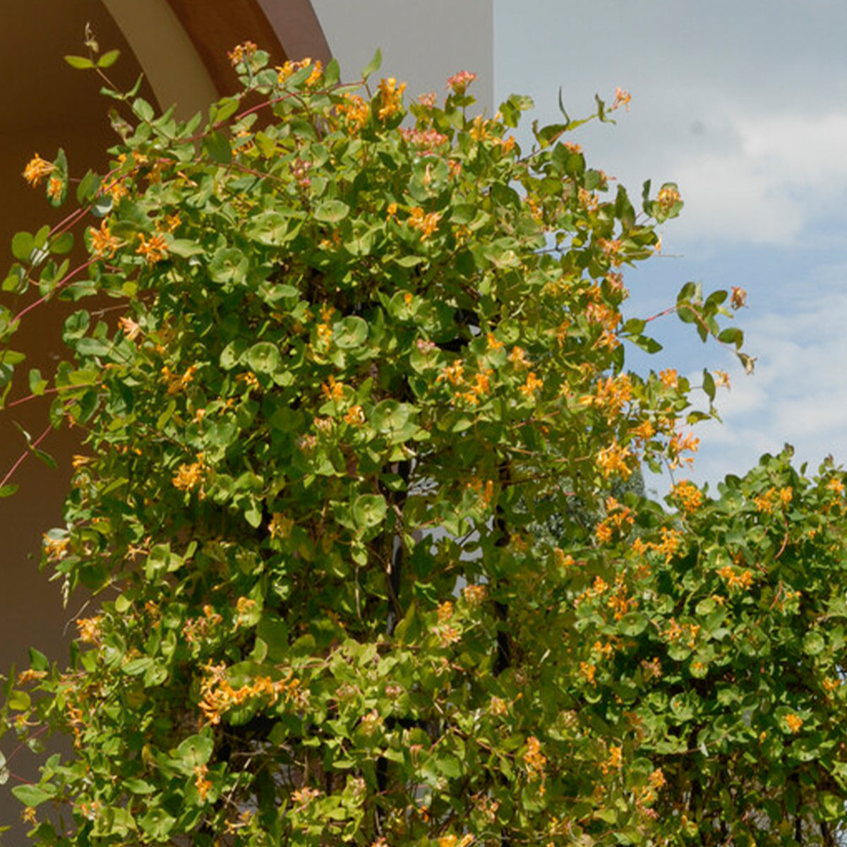 Lote de 2 madreselvas Tellmanniana – Planta de exterior