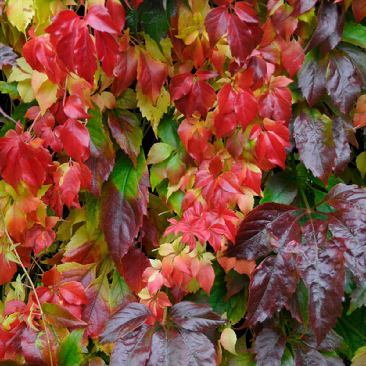 Set of 2 Virginia Creepers Engelmannii – Outdoor Plant