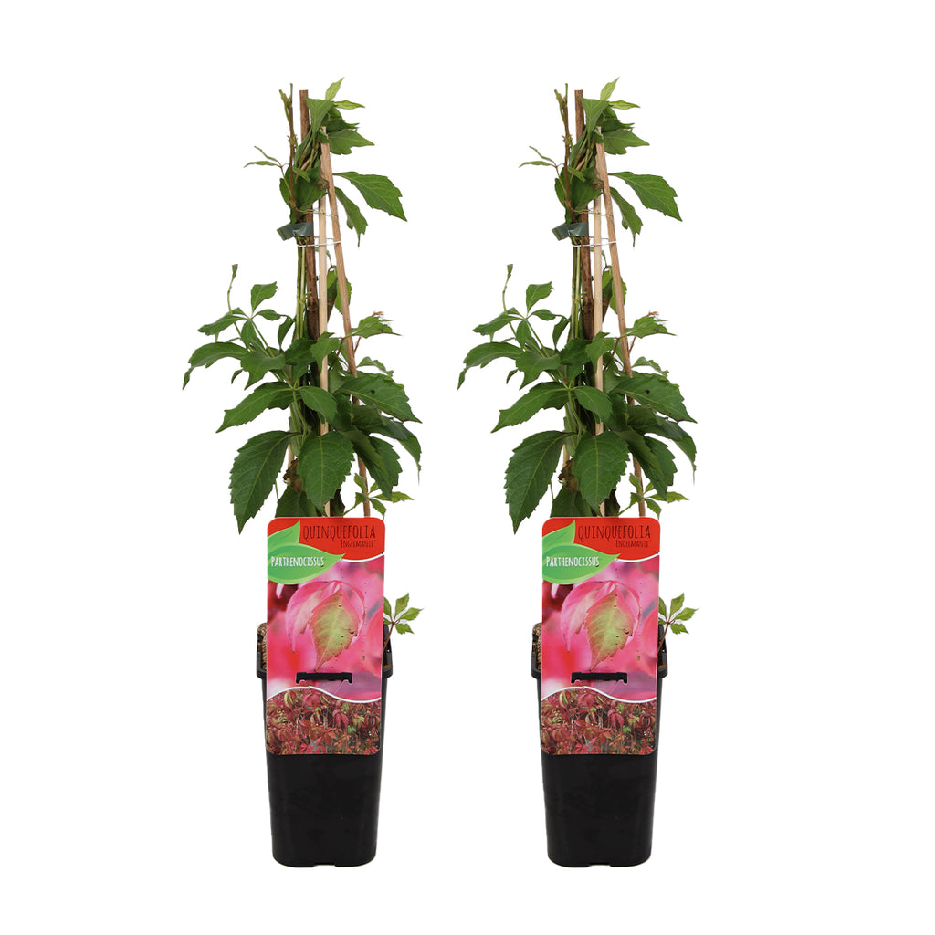Set of 2 Virginia Creepers Engelmannii – Outdoor Plant