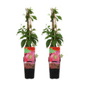 Set of 2 Virginia Creepers Engelmannii – Outdoor Plant