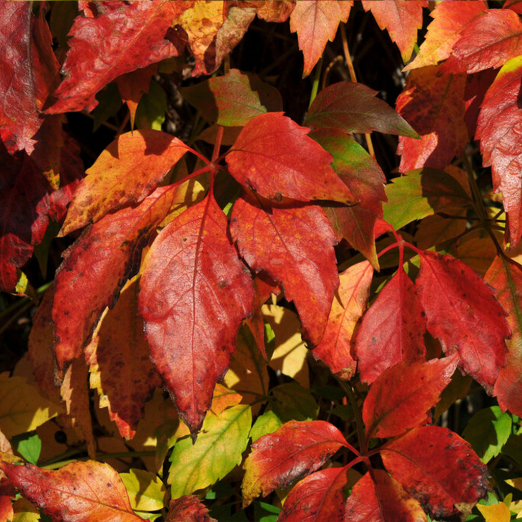 Set of 2 Virginia Creepers Engelmannii – Outdoor Plant