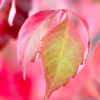 Set of 2 Virginia Creepers Engelmannii – Outdoor Plant