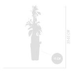Set of 2 Virginia Creepers Engelmannii – Outdoor Plant