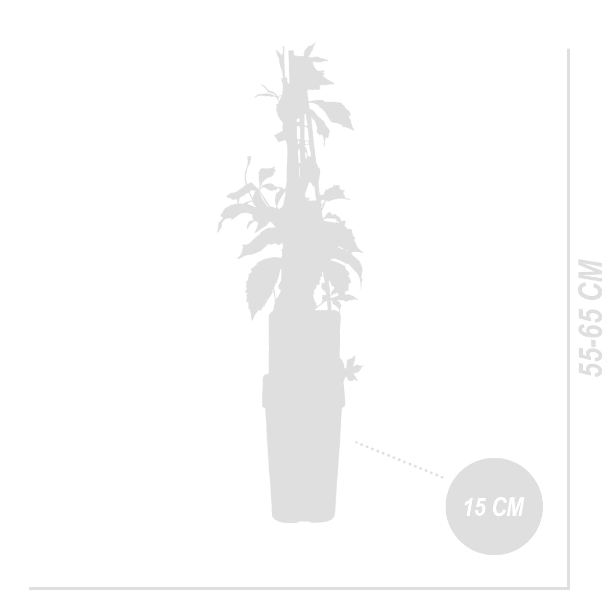 Set of 2 Virginia Creepers Engelmannii – Outdoor Plant