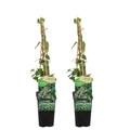 Lot De 2 Chèvrefeuilles Halliana – Plante D'Extérieur