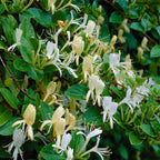 Lot De 2 Chèvrefeuilles Halliana – Plante D'Extérieur