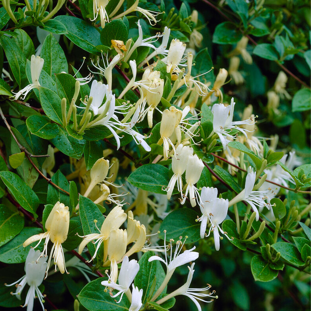 Lot De 2 Chèvrefeuilles Halliana – Plante D'Extérieur