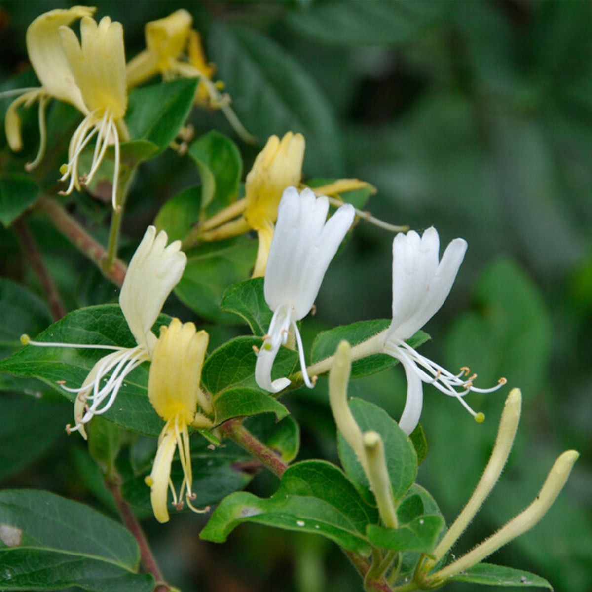 Lot De 2 Chèvrefeuilles Halliana – Plante D'Extérieur