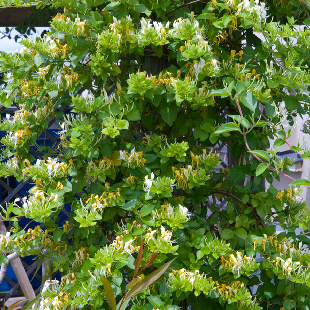 Lot De 2 Chèvrefeuilles Halliana – Plante D'Extérieur