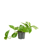 Epipremnum Aureum – Houseplant