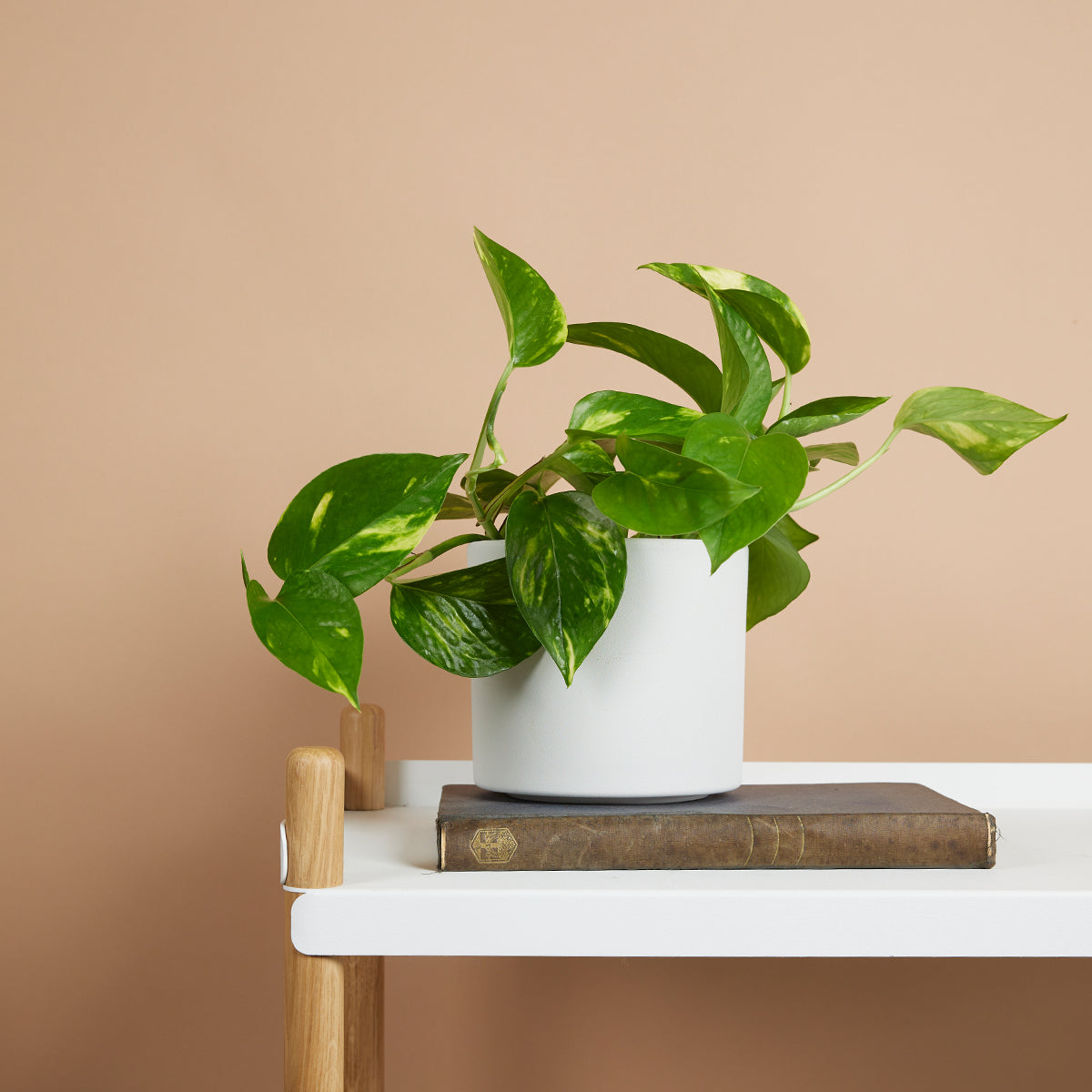 Epipremnum Aureum – Houseplant