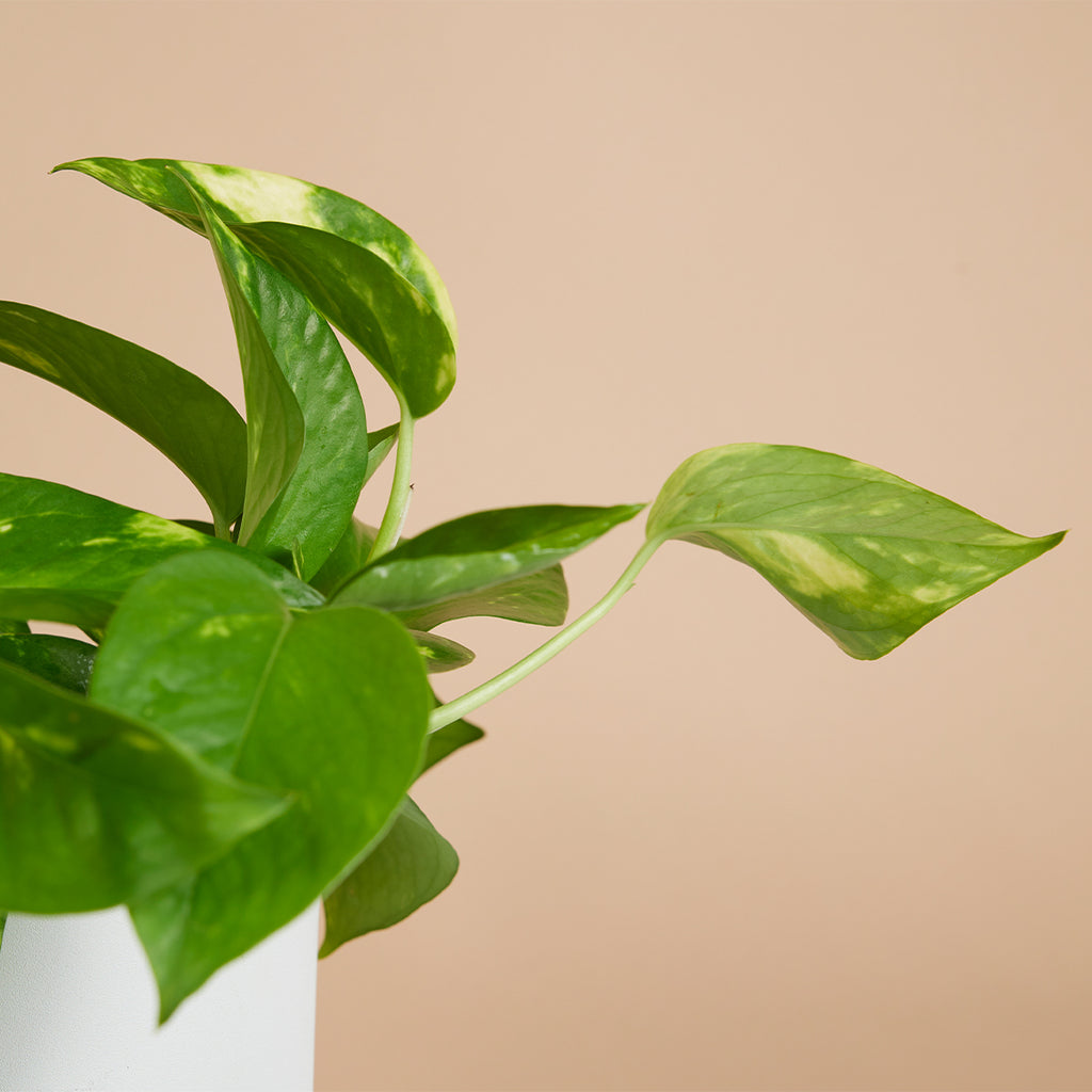 Epipremnum Aureum – Houseplant