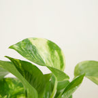 Epipremnum Aureum – Houseplant
