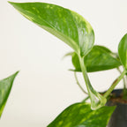 Epipremnum Aureum – Houseplant