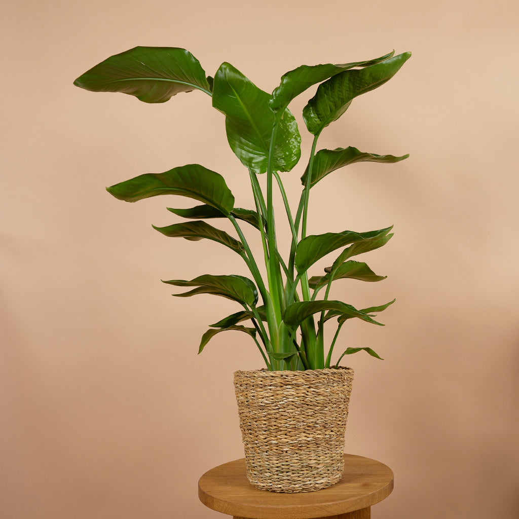 Strelitzia Nicolai – Plante D'Intérieur