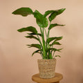 Strelitzia Nicolai – Plante D'Intérieur