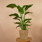 Strelitzia Nicolai – Plante D'Intérieur