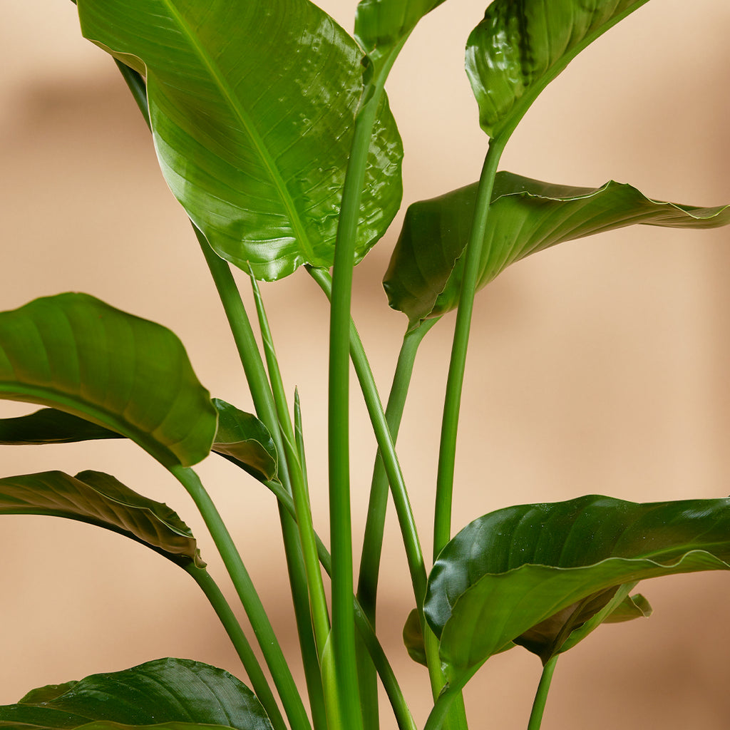 Strelitzia Nicolai – Plante D'Intérieur