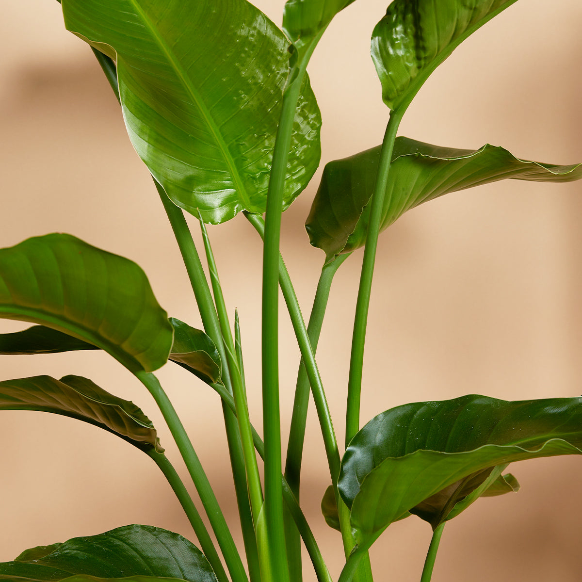 Strelitzia Nicolai – Plante D'Intérieur