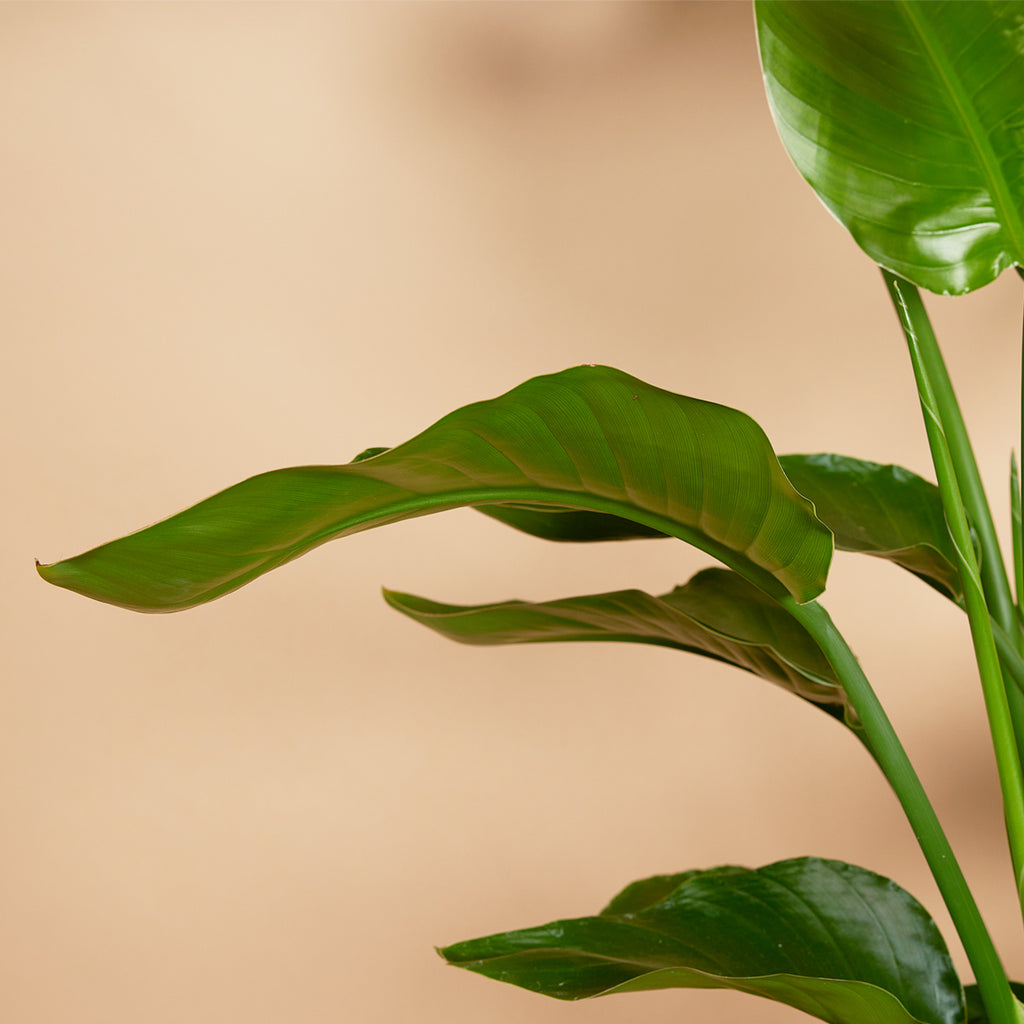 Strelitzia Nicolai – Plante D'Intérieur