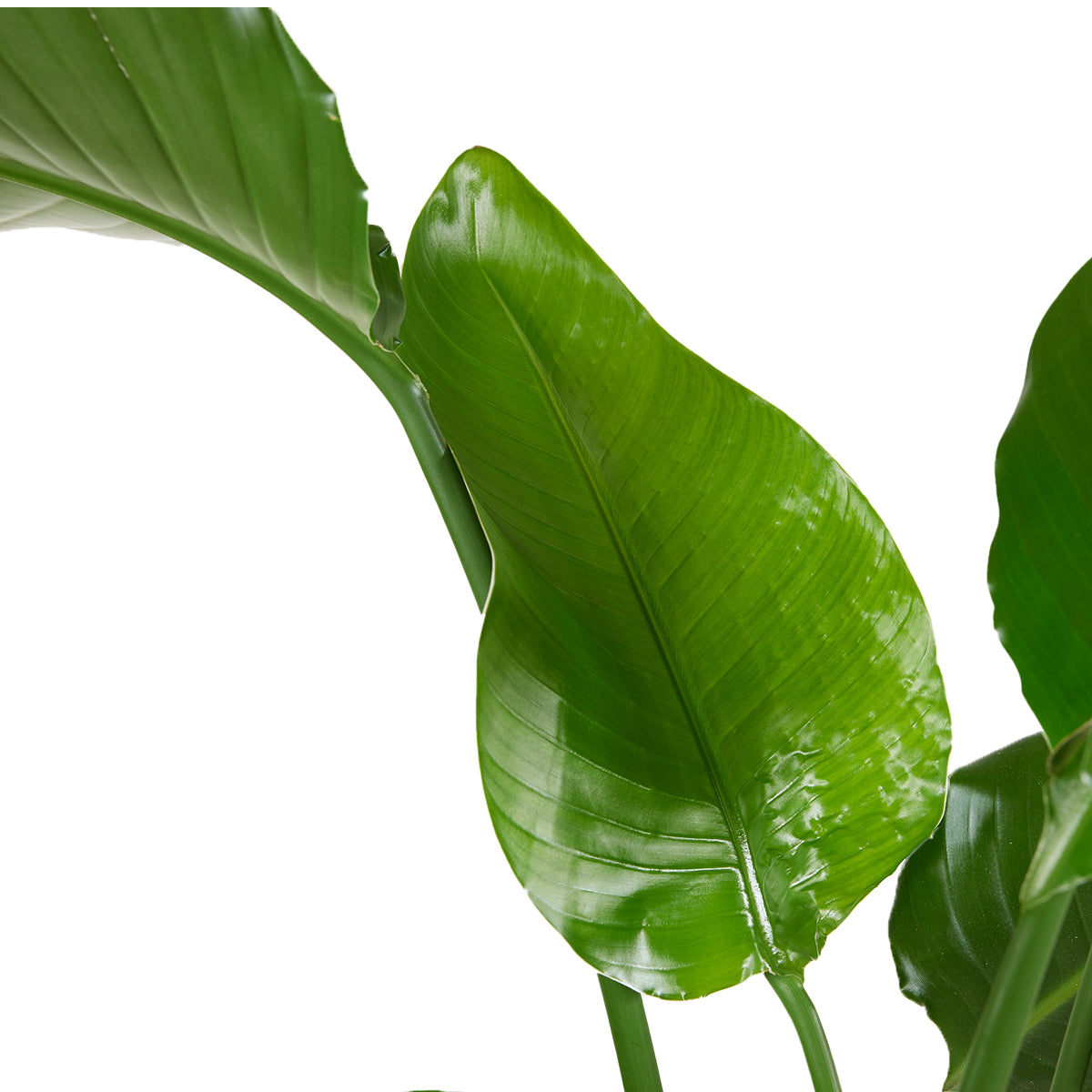 Strelitzia Nicolai – Plante D'Intérieur