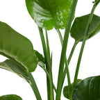 Strelitzia Nicolai – Plante D'Intérieur