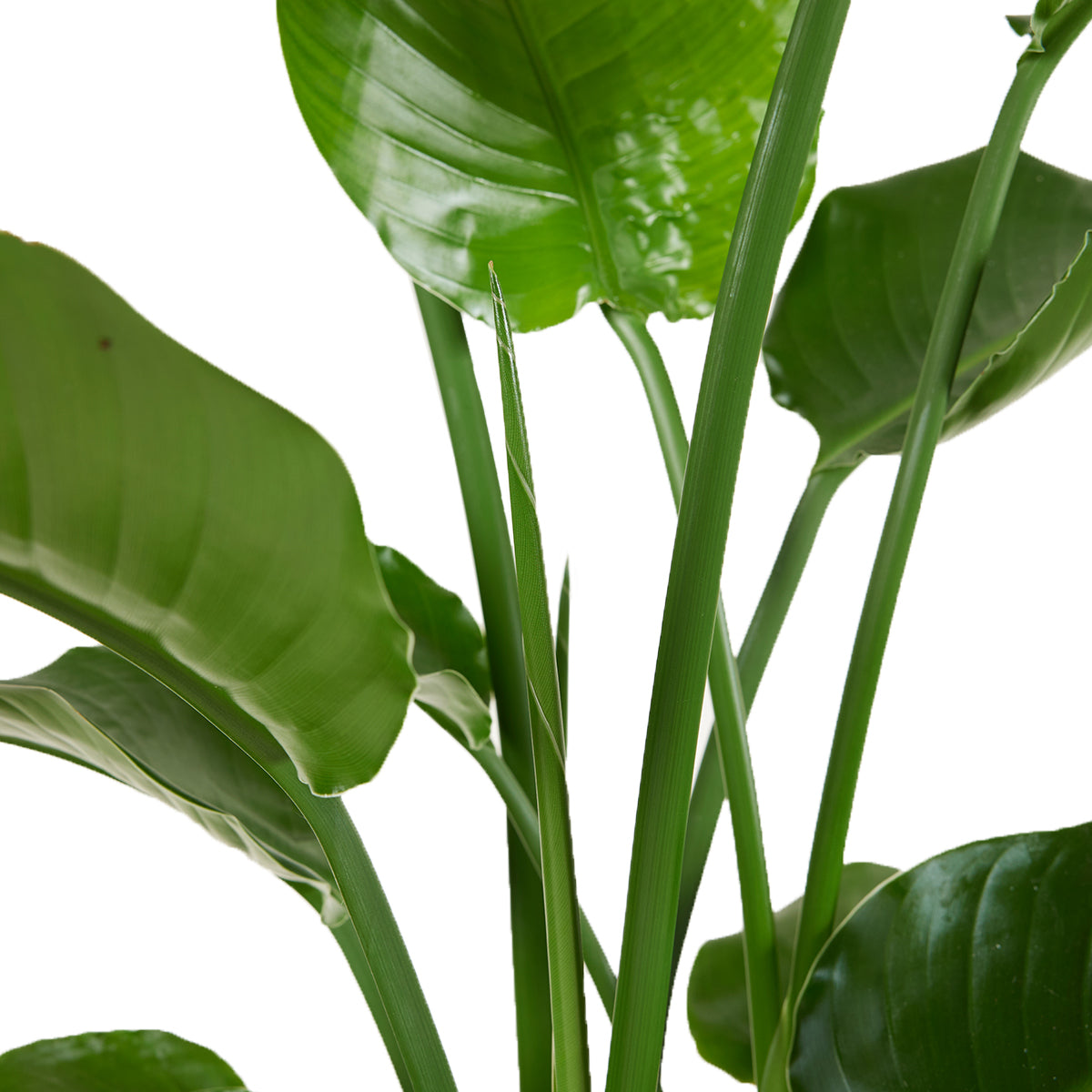 Strelitzia Nicolai – Plante D'Intérieur