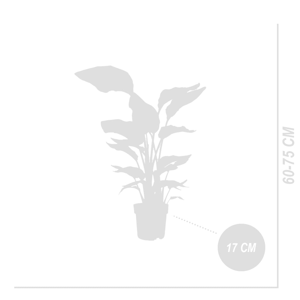 Strelitzia Nicolai – Plante D'Intérieur