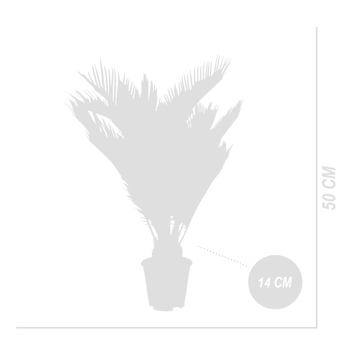 Cycas Revoluta – Indoor Plant