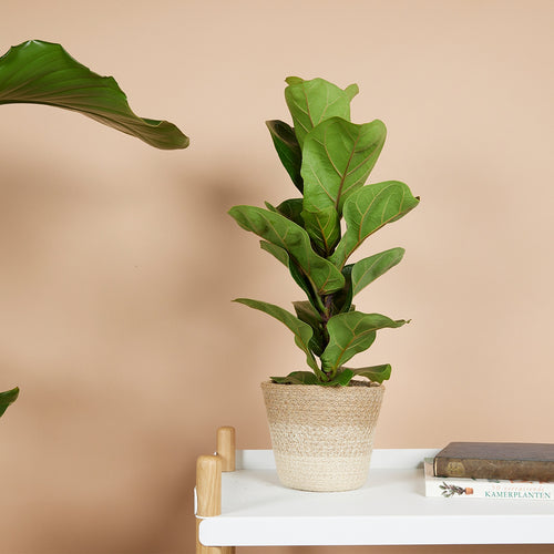 Petit Ficus Lyrata – Plante D'Intérieur