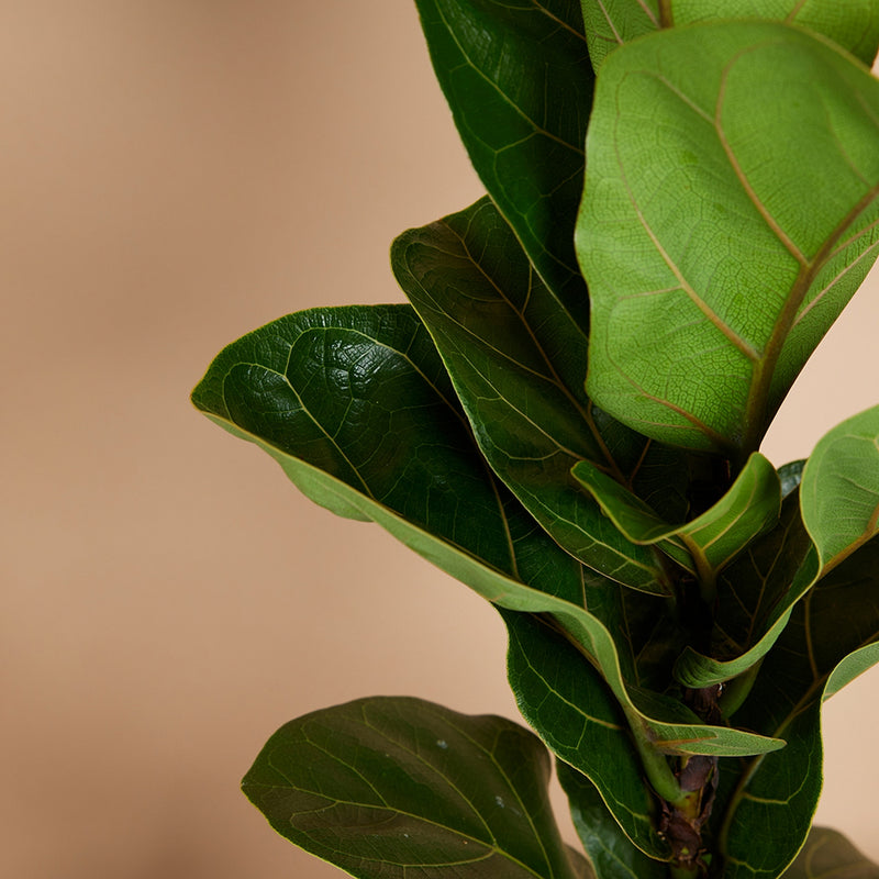 Petit Ficus Lyrata – Plante d'Intérieur