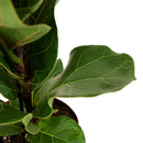 Petit Ficus Lyrata – Plante d'Intérieur