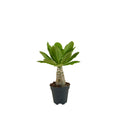 Brighamia insignis – Planta de interior