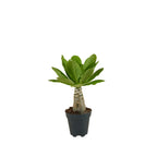 Brighamia insignis – Planta de interior