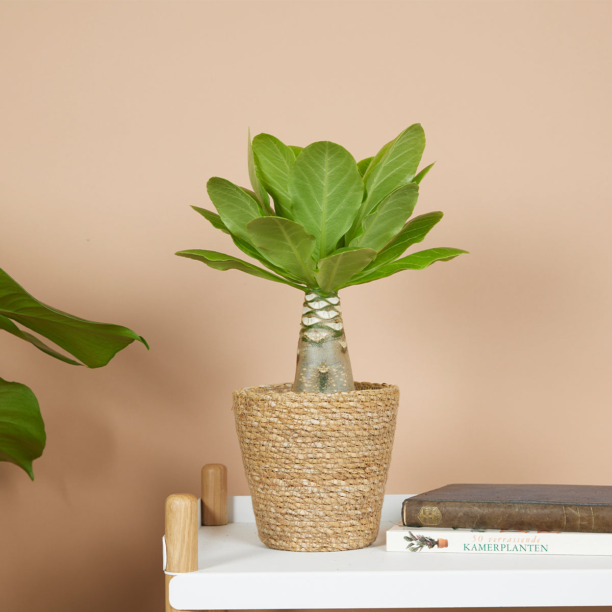 Brighamia insignis – Planta de interior