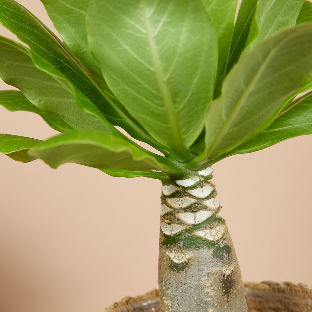Brighamia insignis – Planta de interior