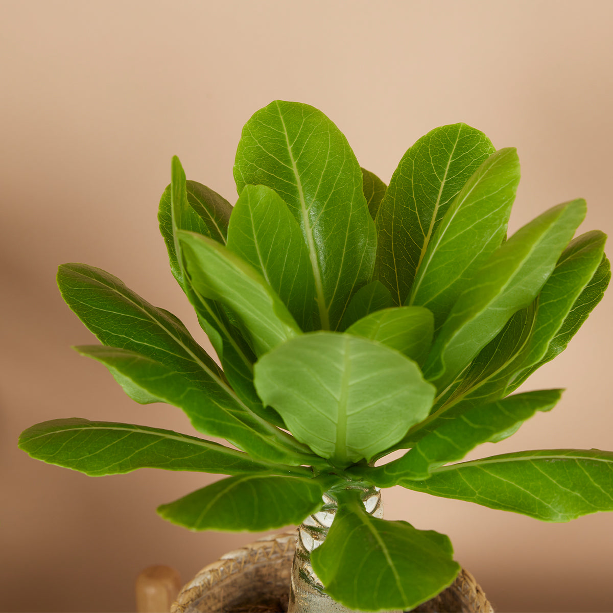 Brighamia insignis – Planta de interior