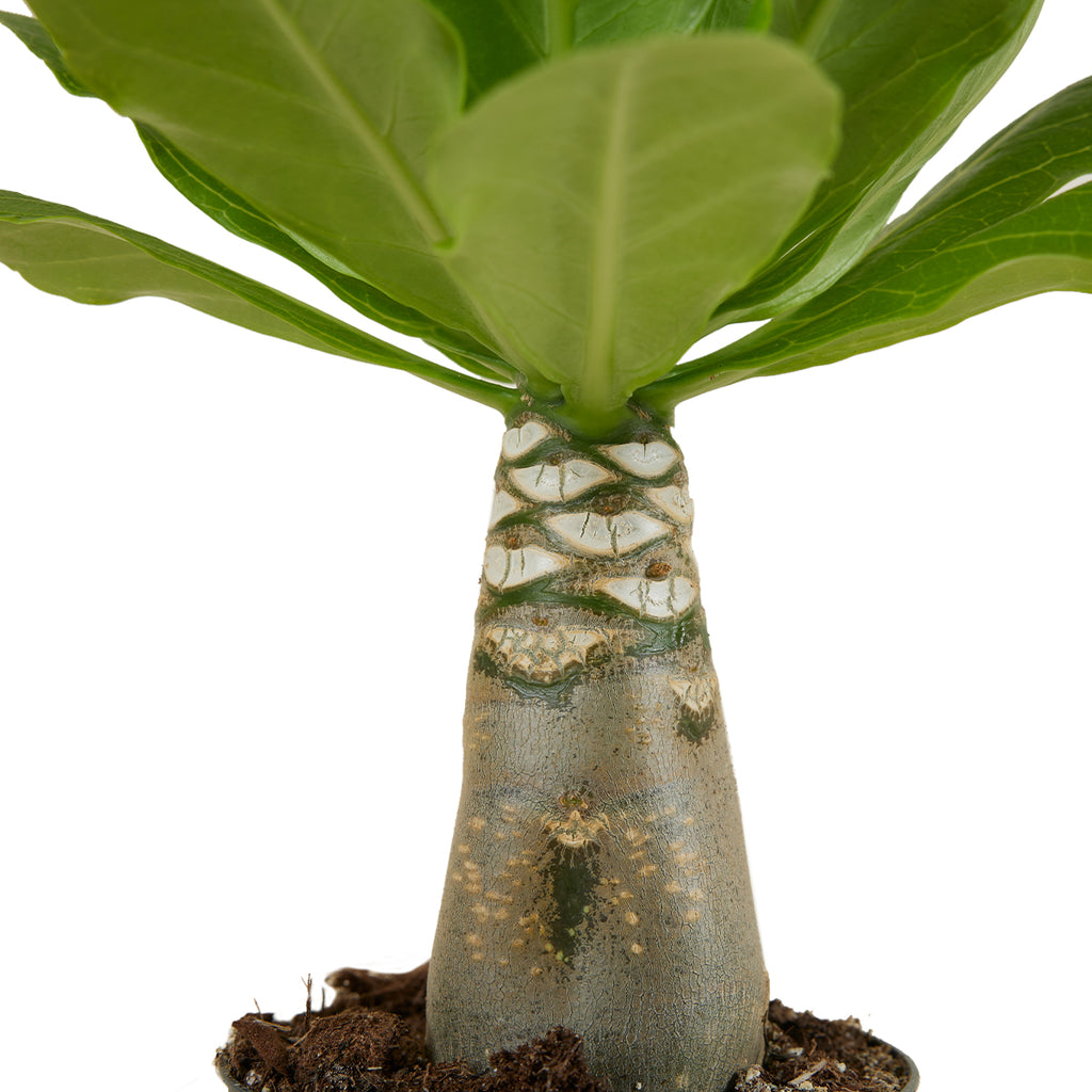 Brighamia insignis – Planta de interior