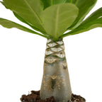 Brighamia insignis – Planta de interior