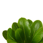 Brighamia insignis – Planta de interior